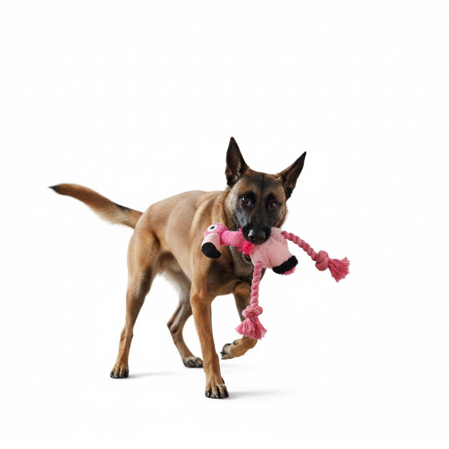 All For Paws Ultrasonic Juguete DJ Flamingo para perros