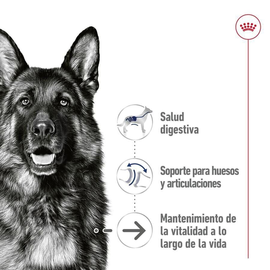 140 g Royal Canin Maxi Ageing sobre en salsa para perros&nbsp;senior, , large indicador imagen numero 3