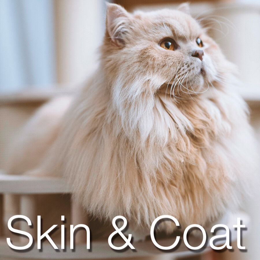 2.5 kg Catxtreme Adult Skin & Coat Sterilised Pollo pienso para gatos, , large Imagen numero 4