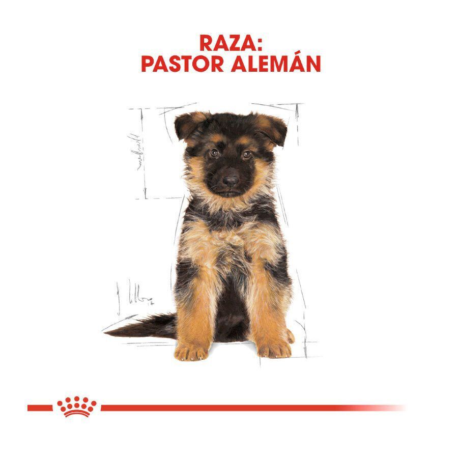 3 kg Royal Canin Puppy Pastor Alem&aacute;n pienso para perros, , large Imagen numero 4