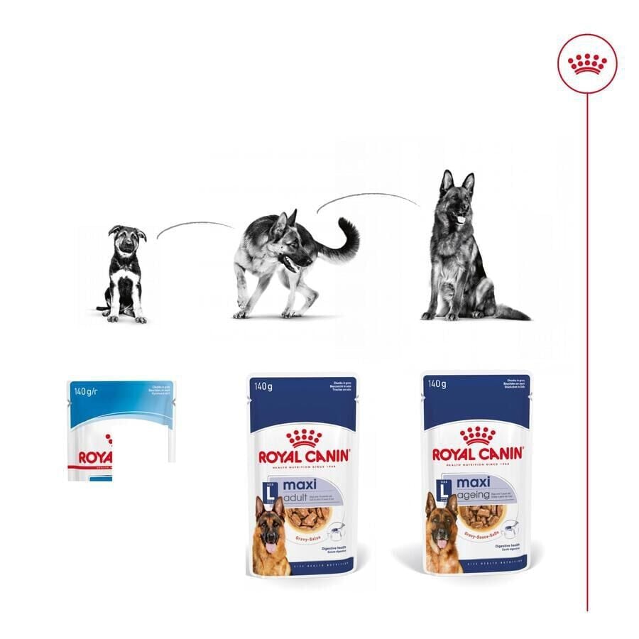 140 g Royal Canin Maxi Ageing sobre en salsa para perros&nbsp;senior, , large Imagen numero 5