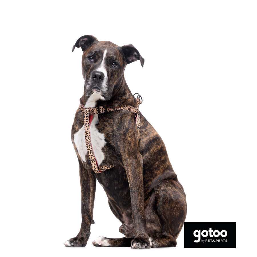 Gotoo Arn&eacute;s estampado leopardo para perros, , large indicador imagen numero 6