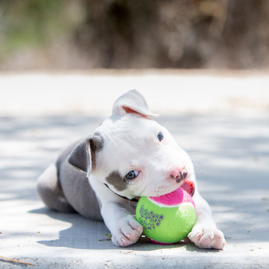 Kong Birthday SqueakAir pelotas para perros, , large Imagen numero 2