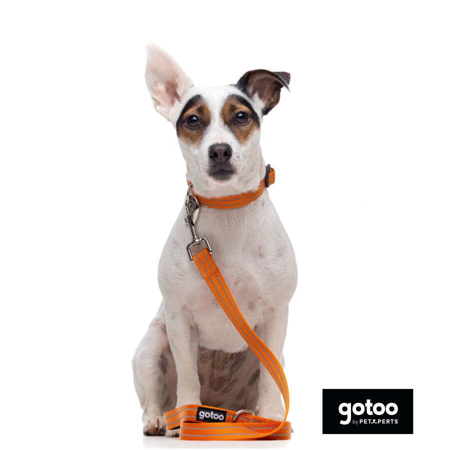 Gotoo Collar de nylon reflectante naranja para perros, , large indicador imagen numero 5