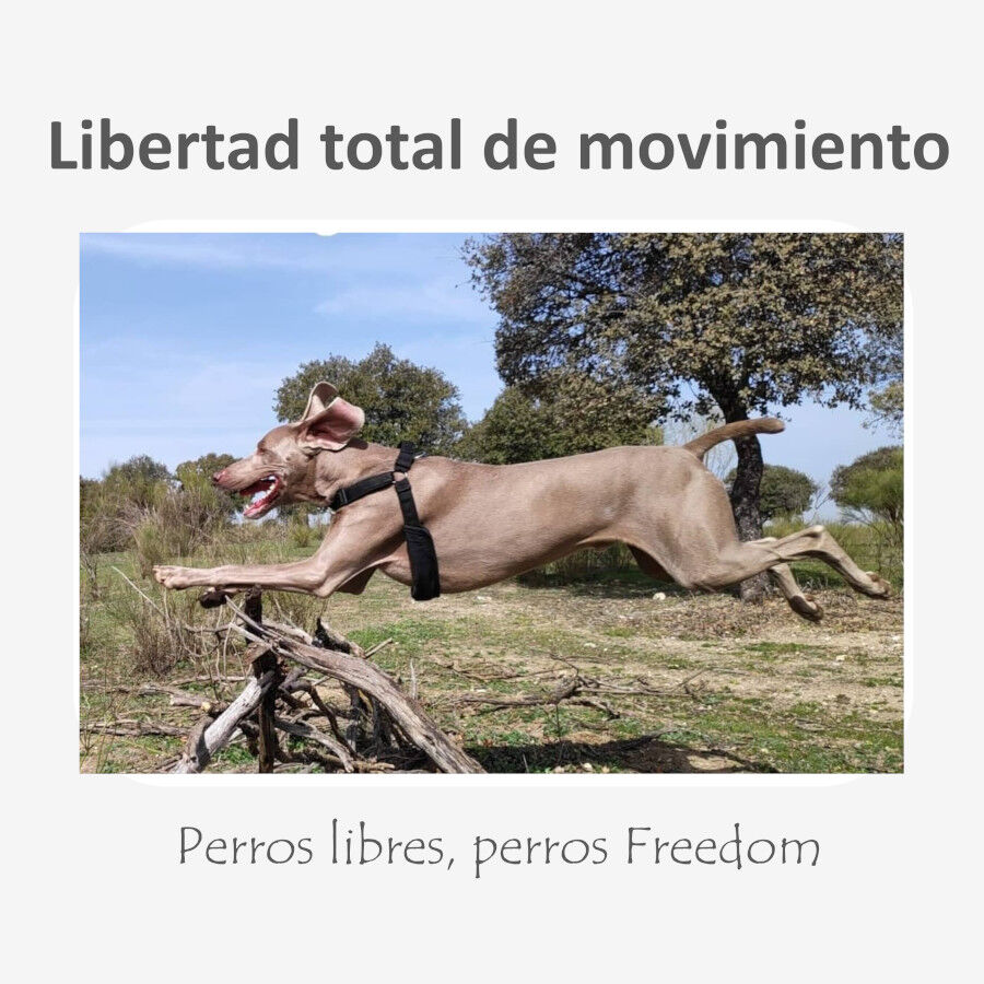 Freedom and Color Arn&eacute;s Anti-tirones Negro para perros, , large indicador imagen numero 5