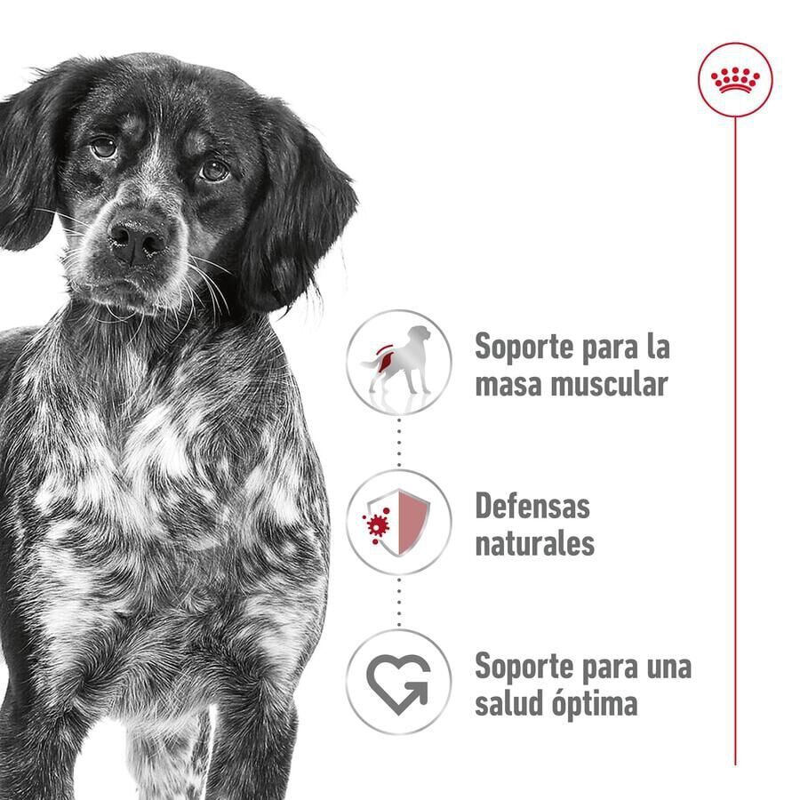 140 g Royal Canin Medium Adult Sobre en salsa para perros, , large Imagen numero 3