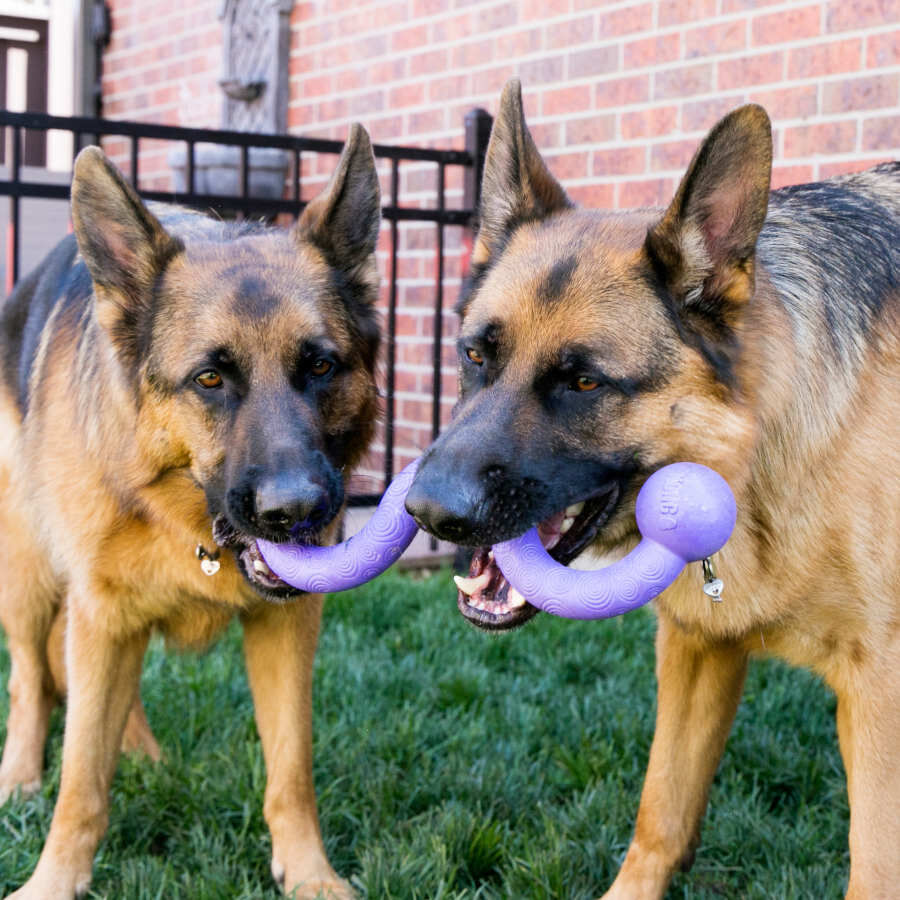 Kong Ogee Curvas Mordedor para perros, , large Imagen numero 2