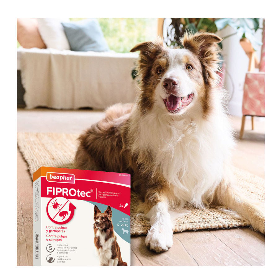 Beaphar FiproTec Pipetas para perros, , large indicador imagen numero 8