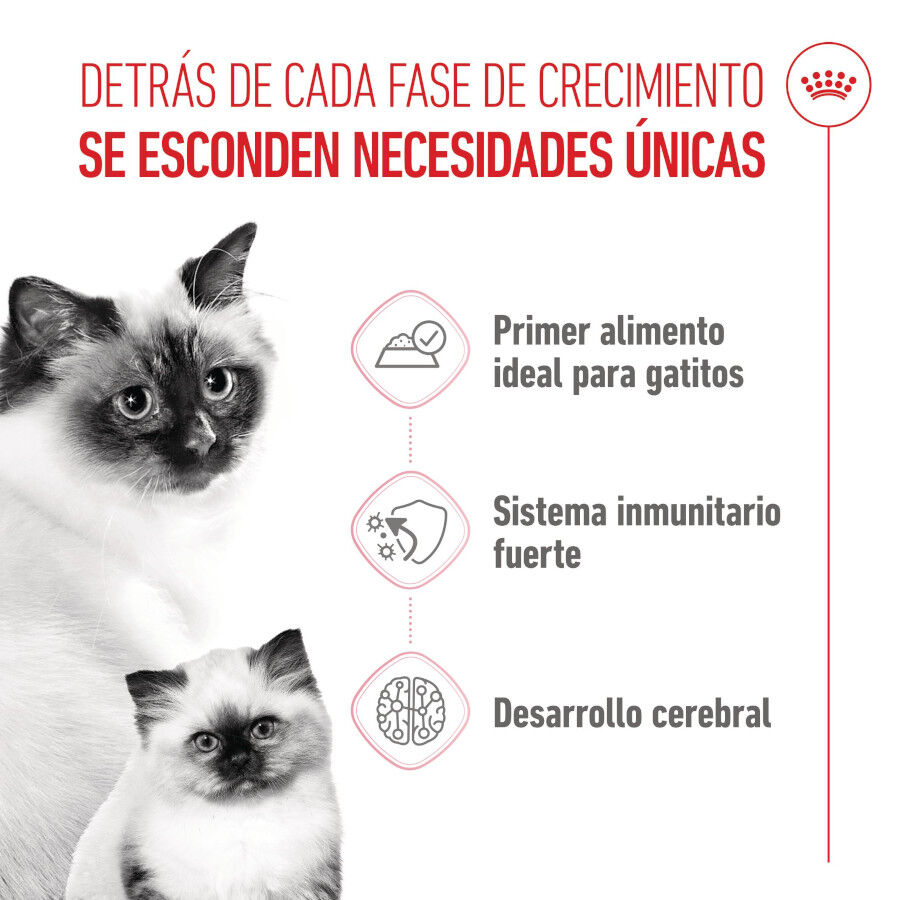 195 g Royal Canin Mother & Baby mousse latas para gatos, , large Imagen numero 3