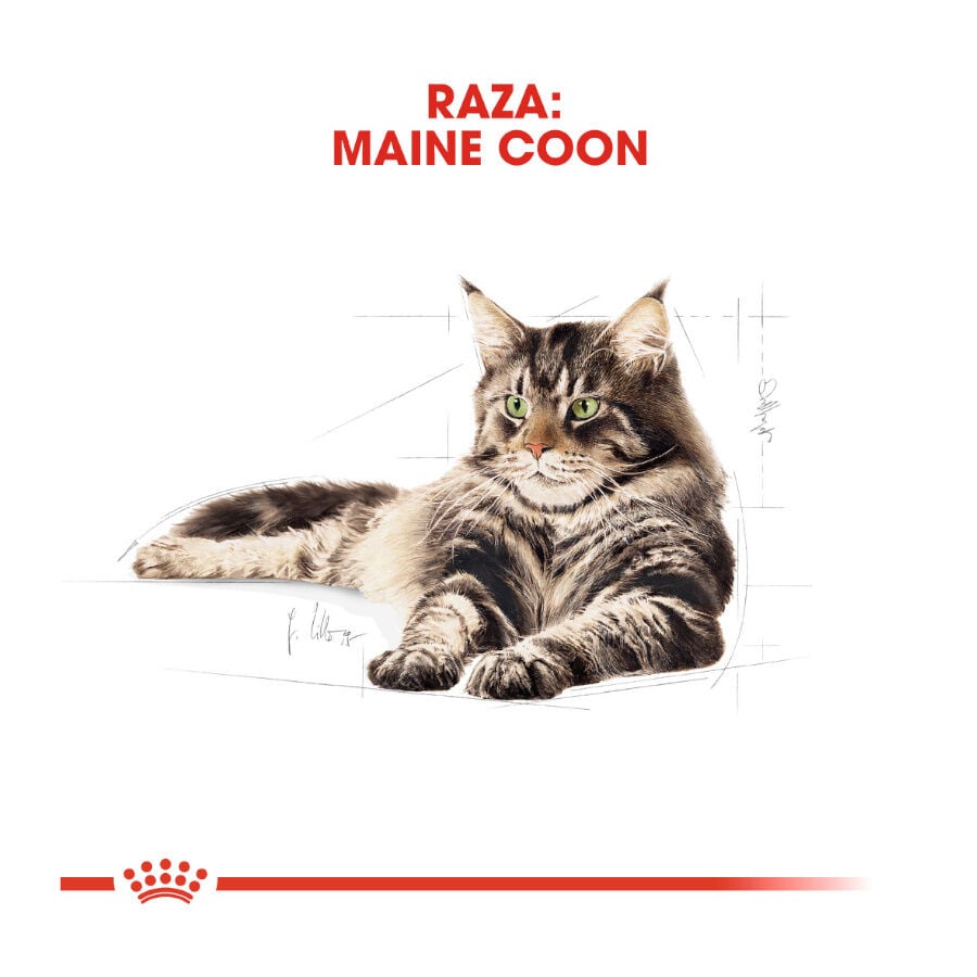 10 kg Royal Canin Adult Maine Coon pienso para gatos, , large Imagen numero 4