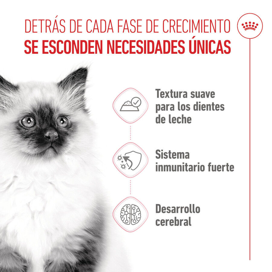 85 g Royal Canin Kitten sobre en salsa para gatos, , large Imagen numero 3