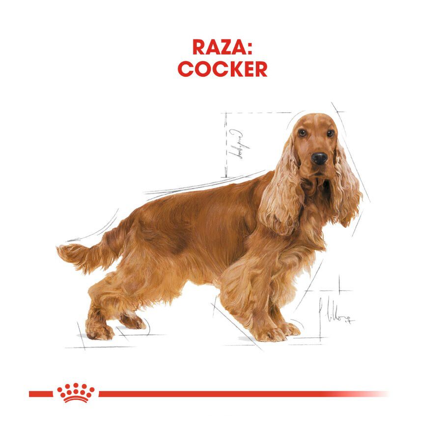 12 kg Royal Canin Adult Cocker pienso para perros, , large indicador imagen numero 4