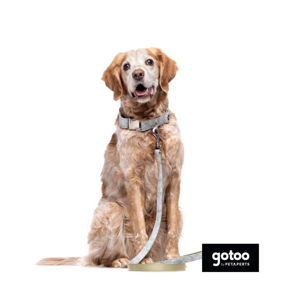Correa estampada hojas para perros, , large Imagen numero 3