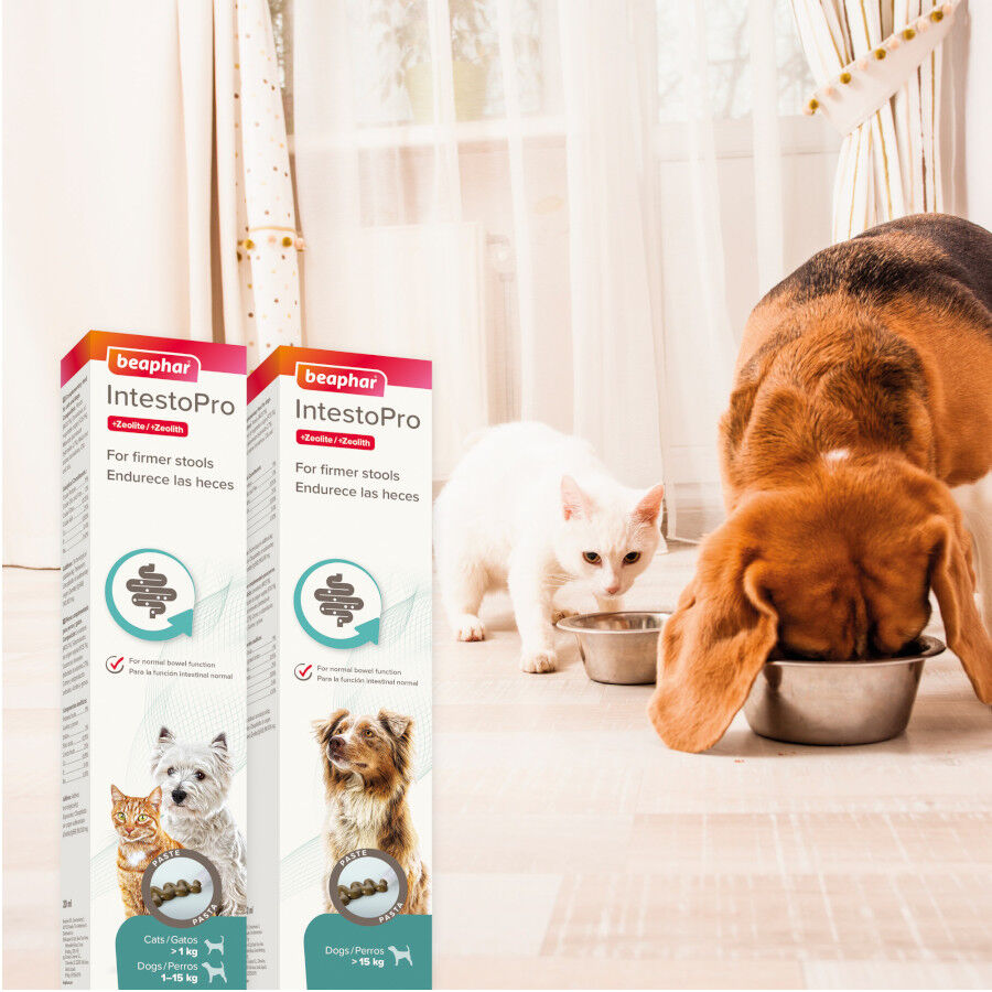 20 ml Beaphar IntestoPro Regulador Intestinal en Pasta para cachorros y gatos, , large Imagen numero 2