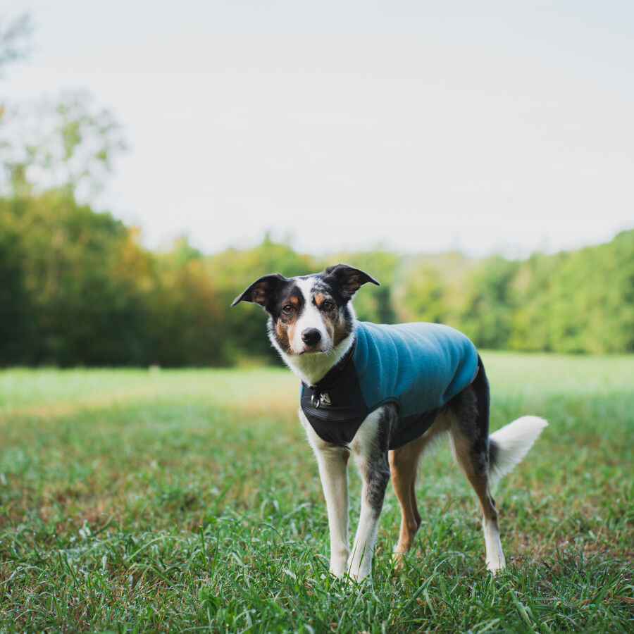 Non-stop Dogwear Trail Quest Jersey Polar Azul y Gris para perros, , large indicador imagen numero 3