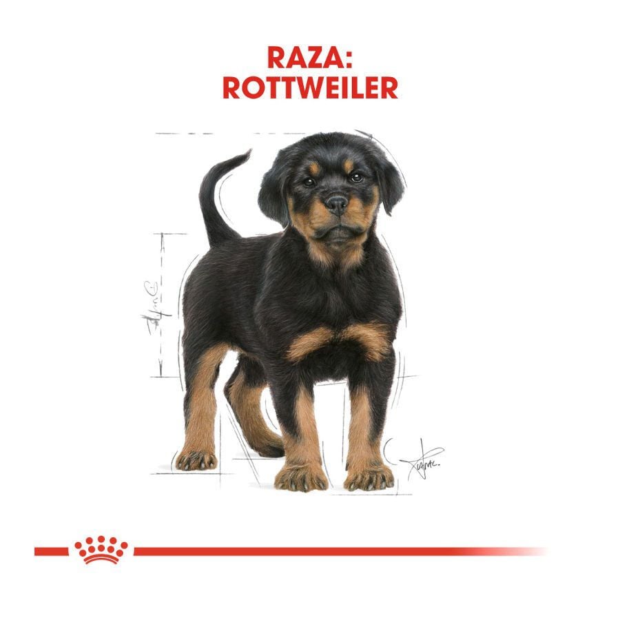 12 kg Royal Canin Puppy Rottweiler pienso para perros , , large Imagen numero 4
