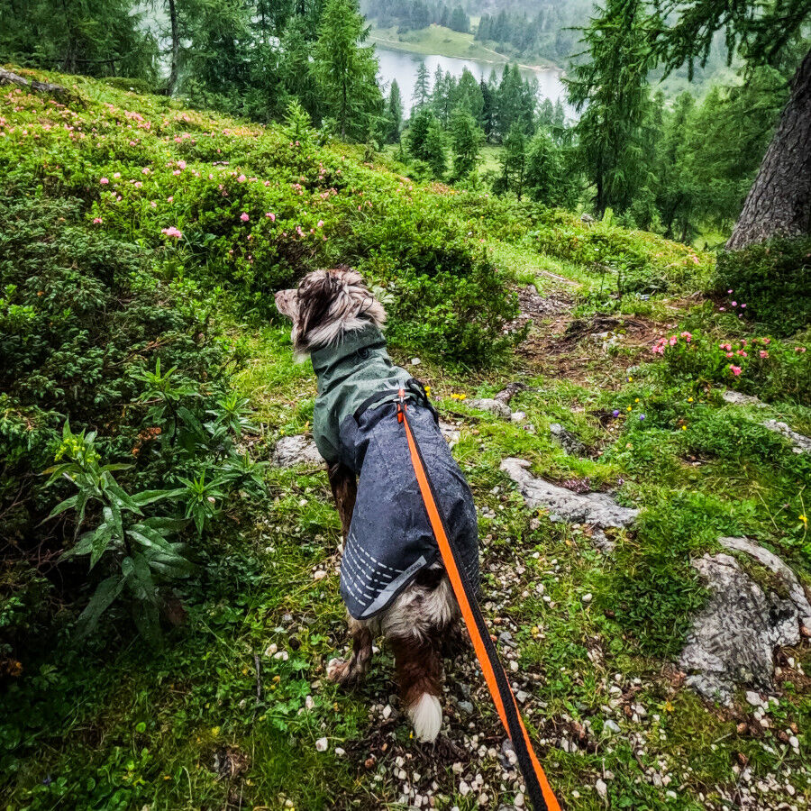 Non-stop dogwear Fjord Chubasquero Impermeable Negro y Verde para perros, , large indicador imagen numero 4