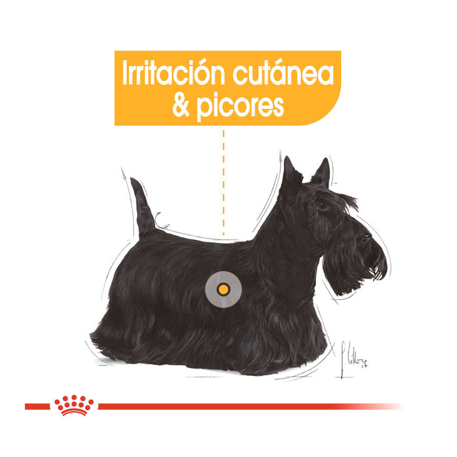 85 g Royal Canin Dermacomfort Sobres Pat&eacute; para perros, , large indicador imagen numero 4