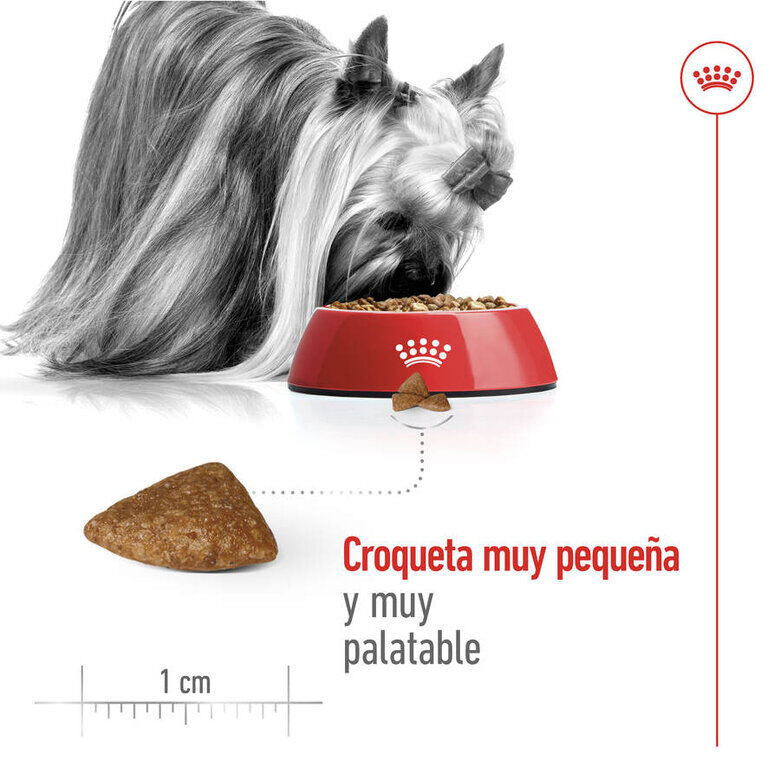 1.5 kg Royal Canin X-Small Ageing 12+ Adult pienso para perros&nbsp;senior, , large Imagen numero 7