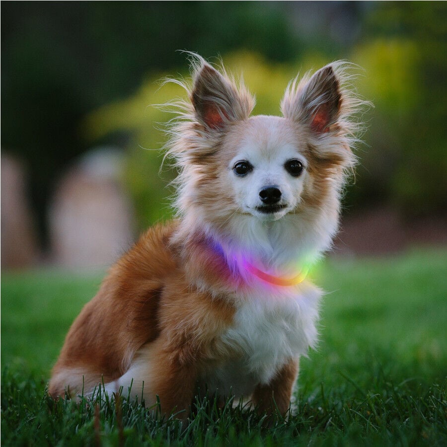 Nite Ize Nite Howl Disc-O-Select LED Mini Collar para perros, , large indicador imagen numero 2