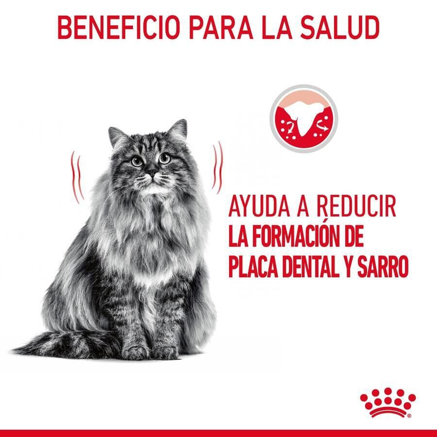 8 kg Royal Canin Adult Oral pienso para gatos, , large indicador imagen numero 4