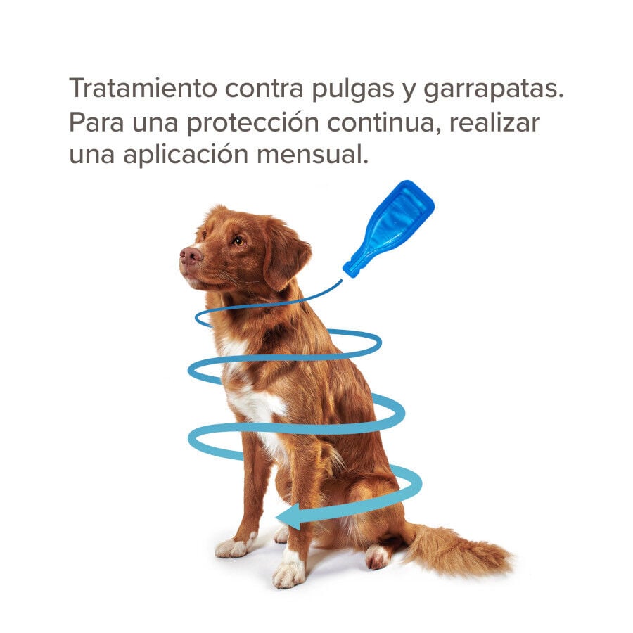 Beaphar FiproTec Pipetas para perros, , large Imagen numero 3