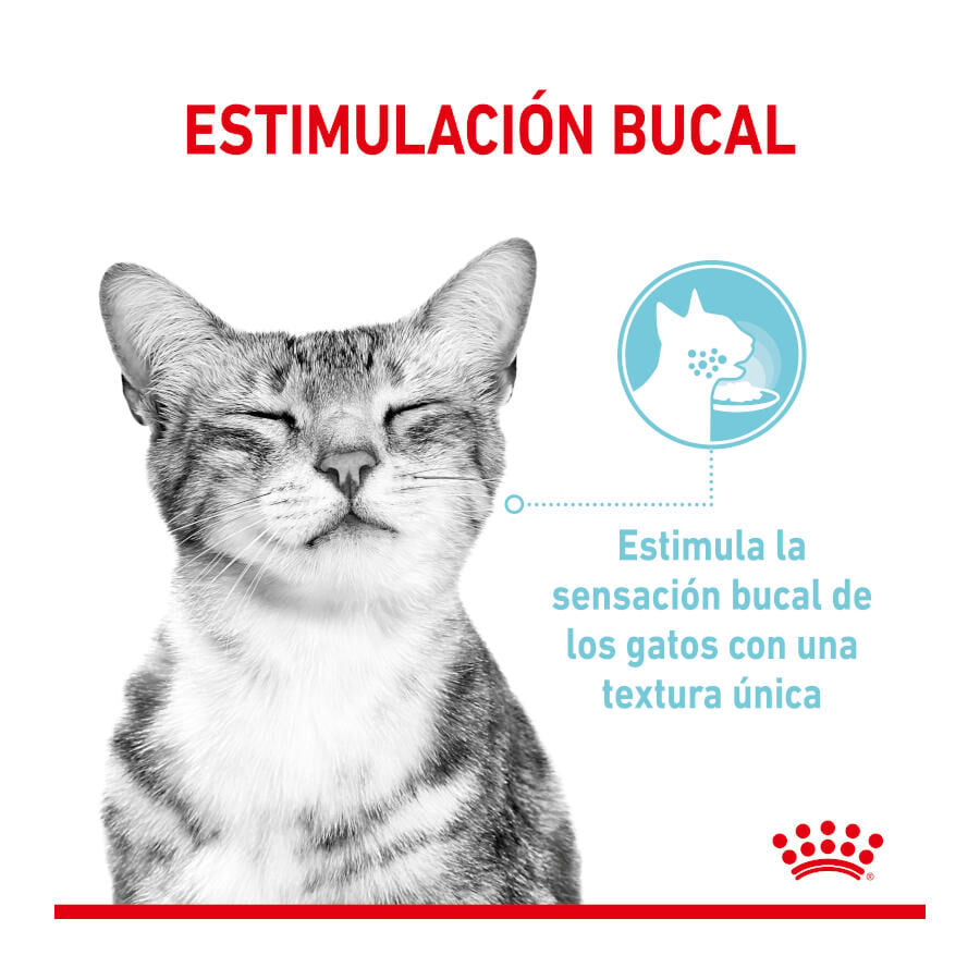 85 g Royal Canin Adult Sensory Feel salsa sobre para gatos, , large Imagen numero 2