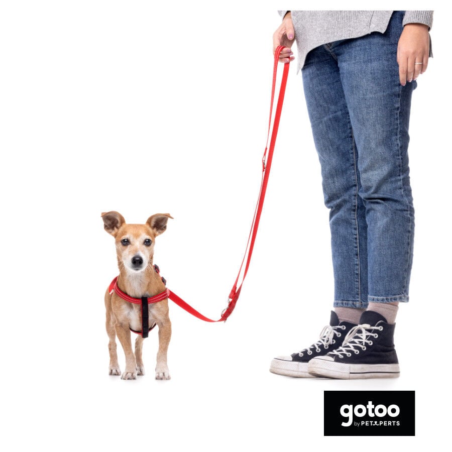 Gotoo Correa de nylon roja reflectante para perros, , large Imagen numero 5