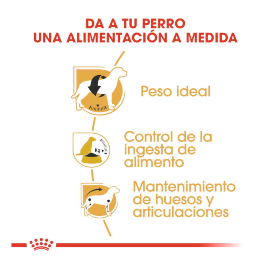 12 kg Royal Canin Adult Beagle pienso para perros, , large indicador imagen numero 6