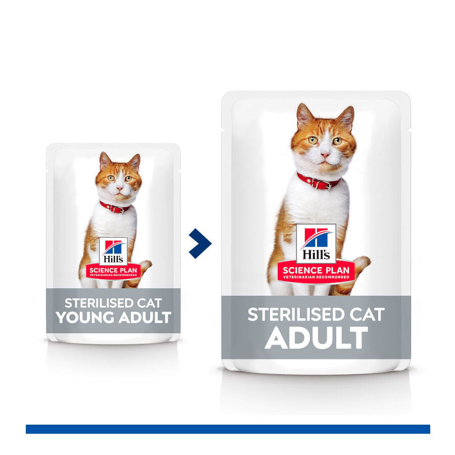 12 sobres x 85 g Hill's Science Plan Sterilised Adult Pollo y Salm&oacute;n en Salsa sobre para gatos, , large Imagen numero 6
