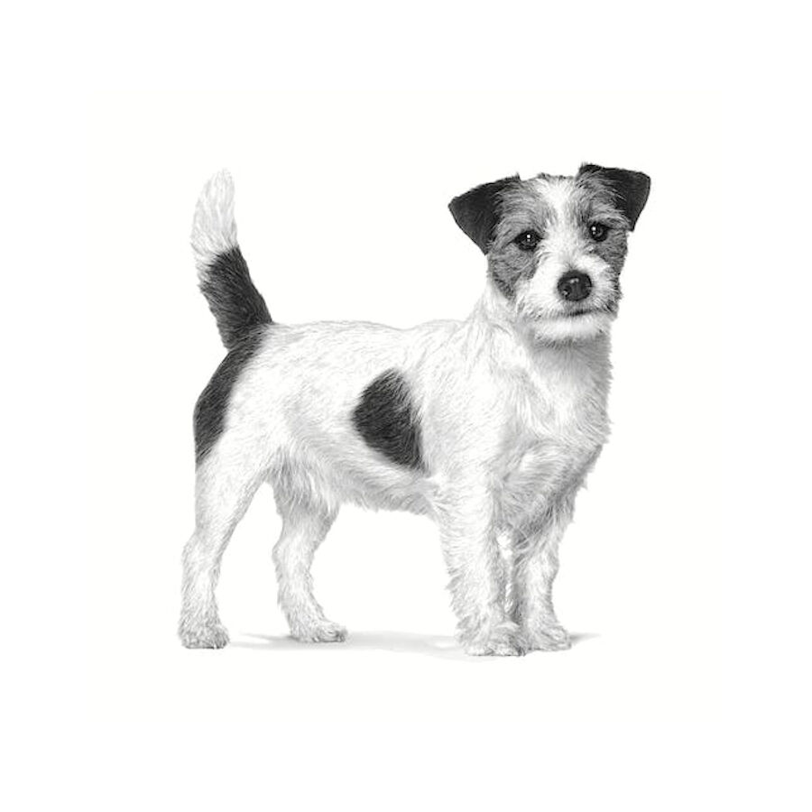3 kg Royal Canin Anallergenic Small pienso para perros, , large Imagen numero 3