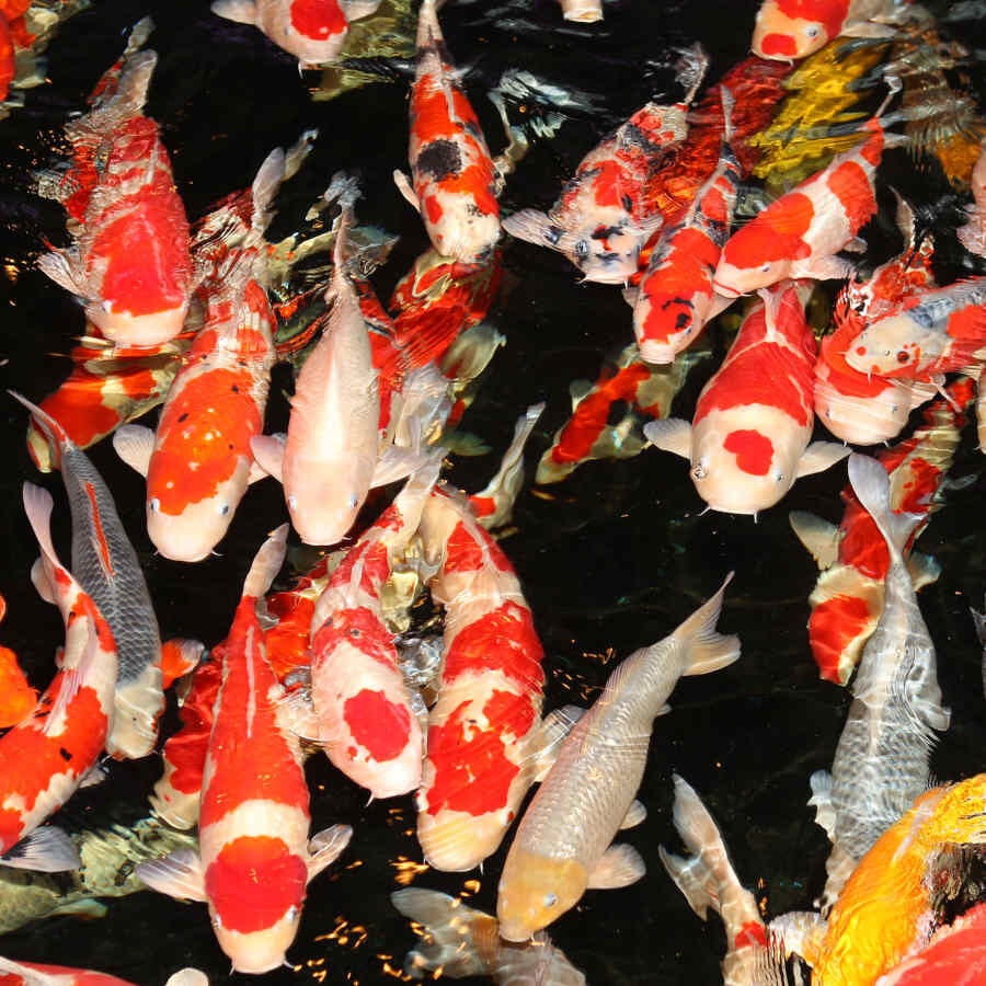 JBL ProPond Flakes alimento para peces, , large Imagen numero 4