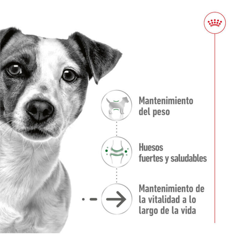 195 g Royal Canin Mini 8+ Ageing lata para perros&nbsp;senior, , large indicador imagen numero 4