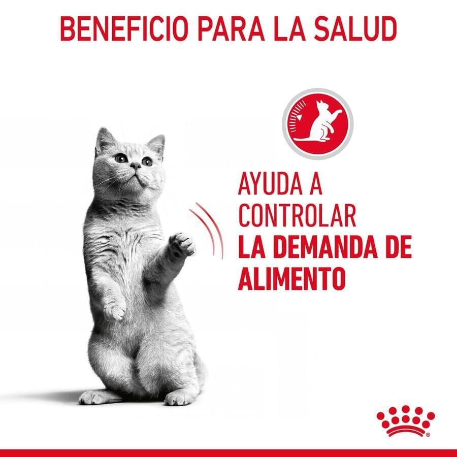 85 g Royal Canin Appetite Control Care salsa sobre para gatos, , large indicador imagen numero 7