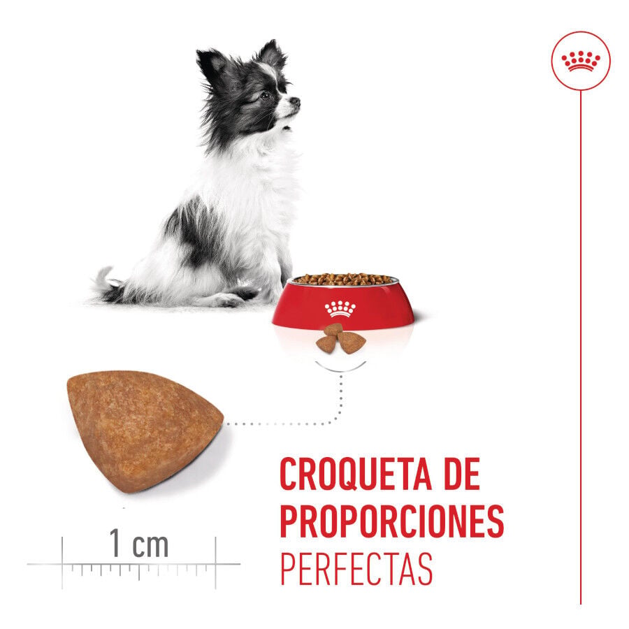 3 kg Royal Canin X-Small Puppy pienso para perros, , large Imagen numero 5