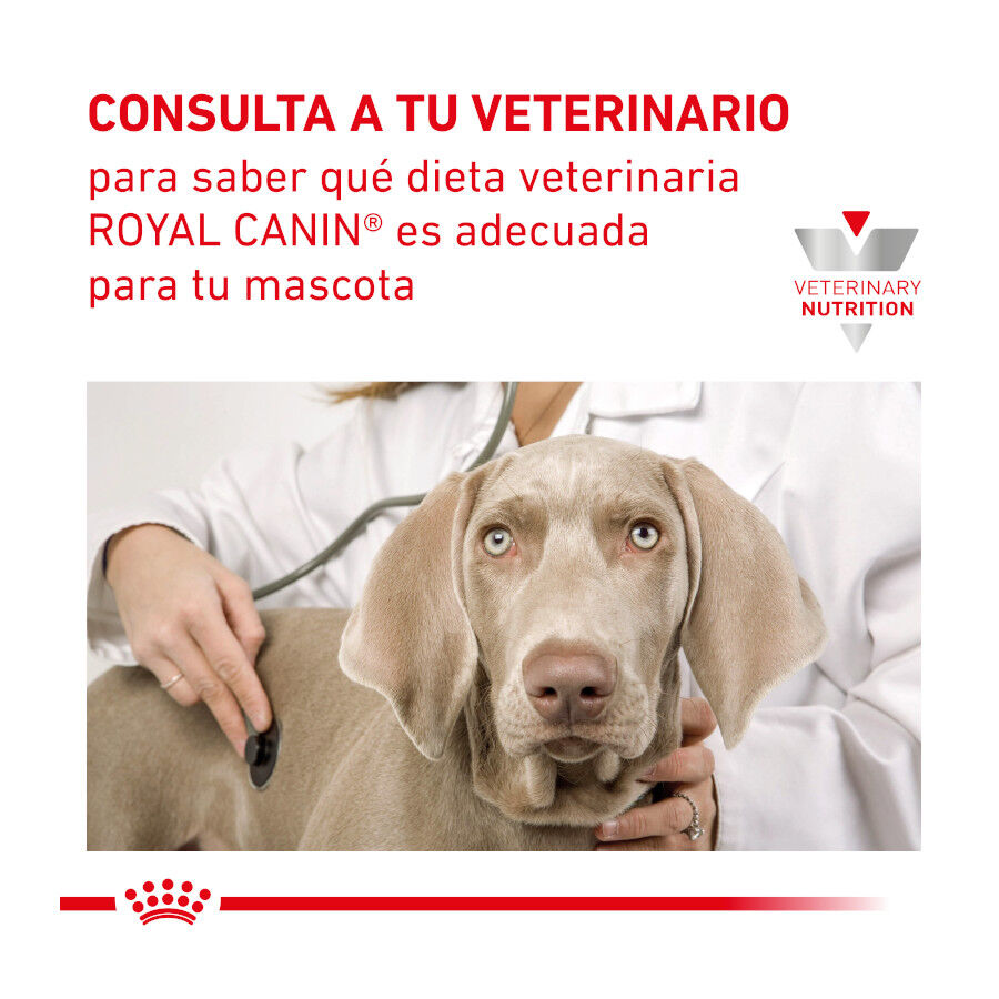 195 g Royal Canin Veterinary Recovery lata para perros y gatos, , large Imagen numero 5