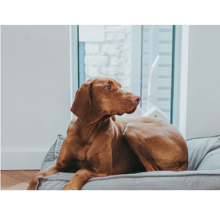 Hunter Lancaster Cama Gris para perros, , large indicador imagen numero 2