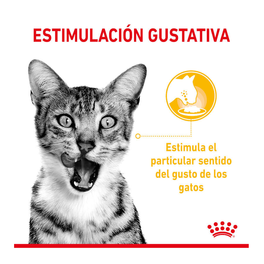 85 g Royal Canin Adult Sensory Taste salsa sobre para gatos, , large indicador imagen numero 4