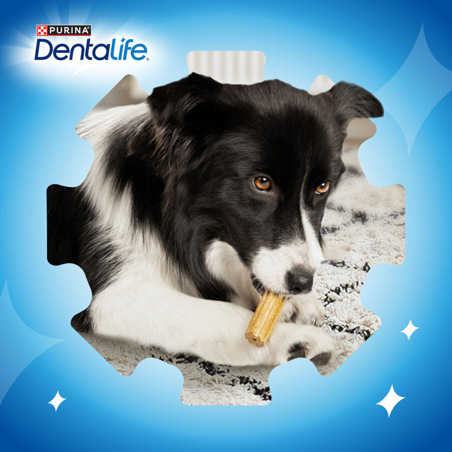 36 barritas Dentalife Snacks Dentales para perros de raza grande, , large Imagen numero 7