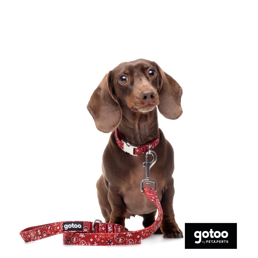 Gotoo Correa estampada cachemira rojo para perro, , large Imagen numero 3