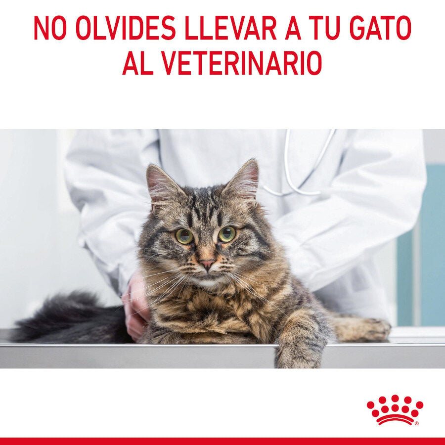 85 g Royal Canin Hairball Care Sobre en Gelatina para gatos, , large indicador imagen numero 3
