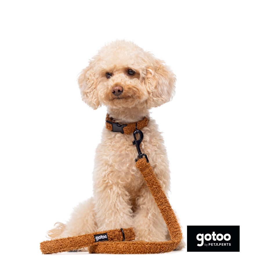 Gotoo Correa teddy marr&oacute;n para perros