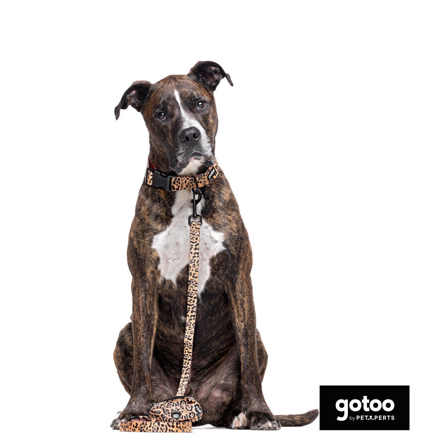 Gotoo Correa estampada leopardo perros