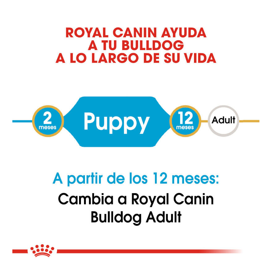 12 kg Royal Canin Puppy Bulldog pienso para perros, , large indicador imagen numero 6
