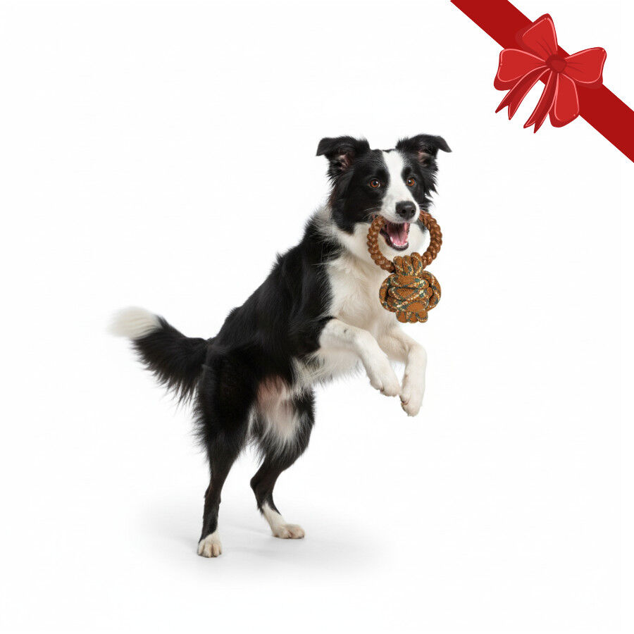 Wonder Christmas Pelota de Cuerda y Mordedor Navide&ntilde;o para perros, , large indicador imagen numero 1