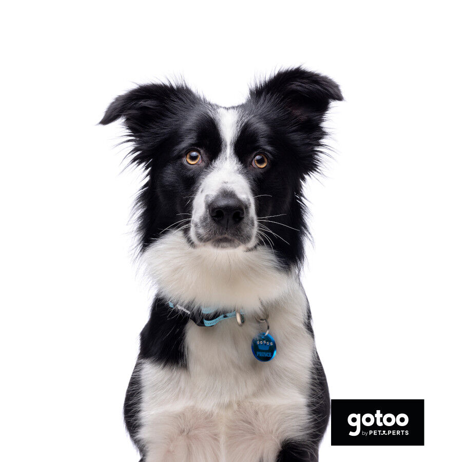 Gotoo collar de malla transpirable turquesa para perros, , large indicador imagen numero 5