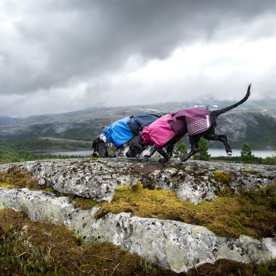 Non-stop dogwear Fjord Chubasquero Impermeable Azul para perros, , large indicador imagen numero 4