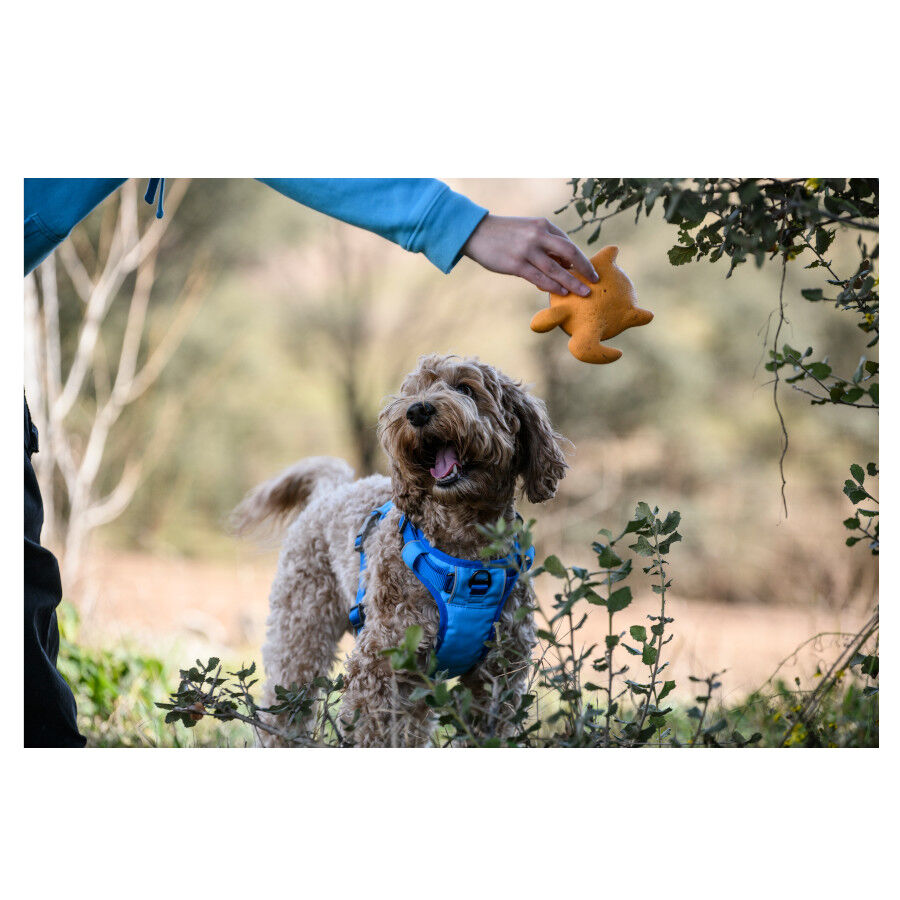 Freedog Cool Pro Tech Arn&eacute;s Refrescante Azul para perros, , large indicador imagen numero 4
