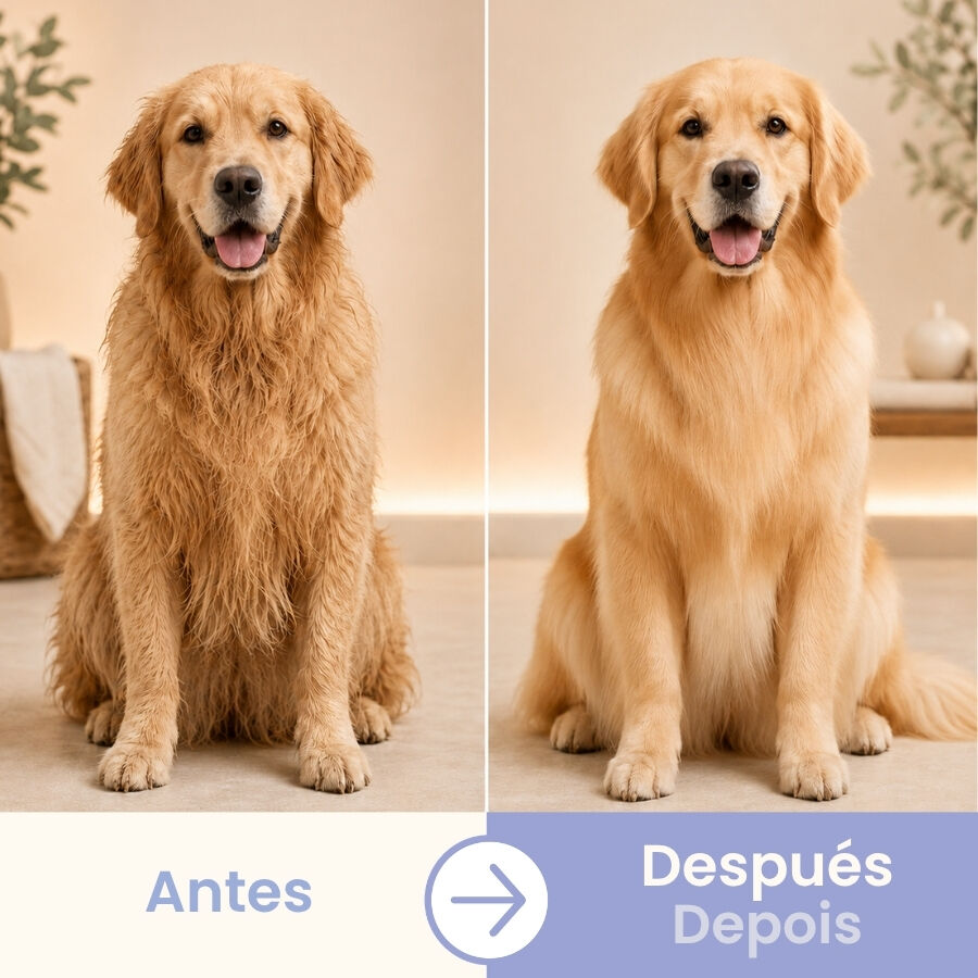Bloob 2 en 1 Champ&uacute; & Acondicionador para perros, , large indicador imagen numero 4