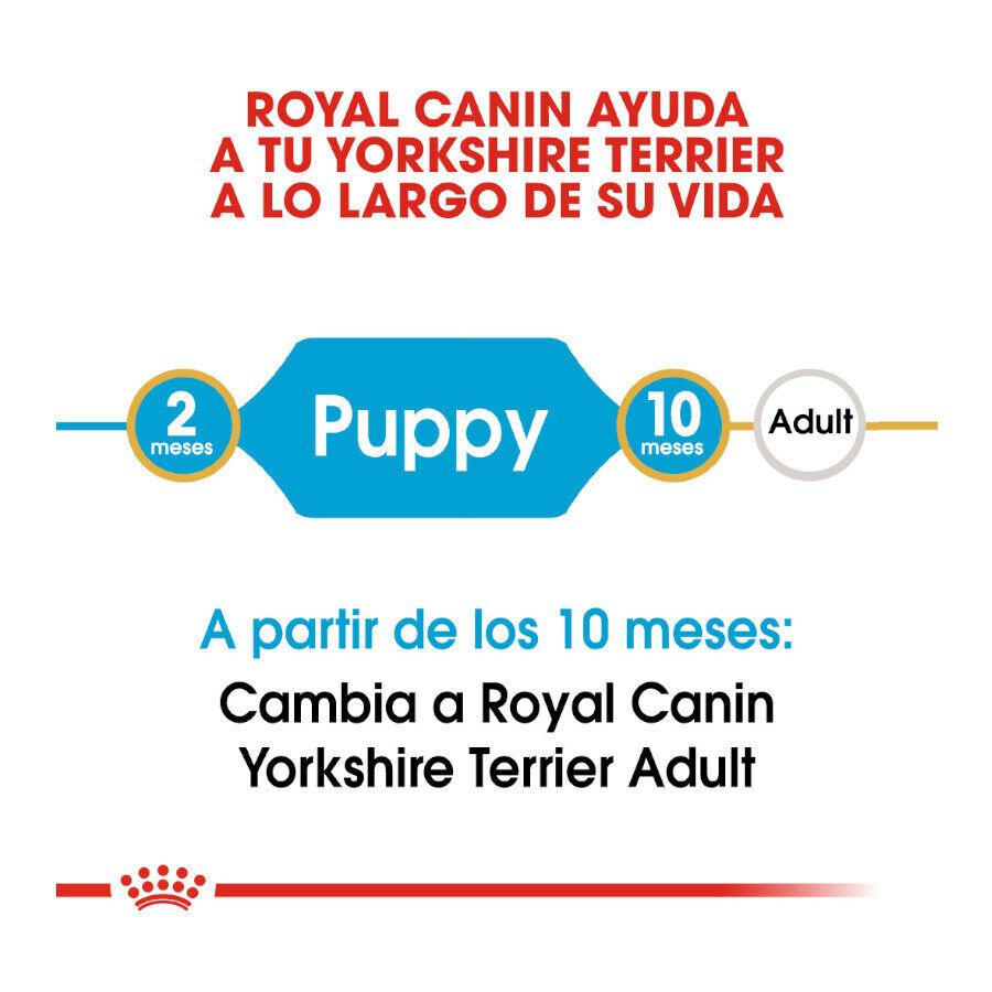 7.5 kg Royal Canin Puppy Yorkshire Terrier pienso para perros, , large indicador imagen numero 6